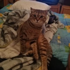 Голодный кот