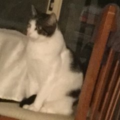 Gucci the cat
