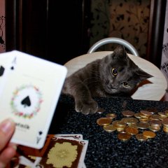 Игра с котом в карты