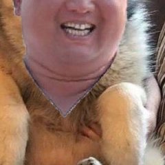 Kim Jong Malamute