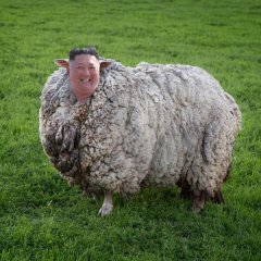 Kim Jong sheep