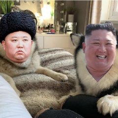 Kim Jong Un Alaskan Malamute