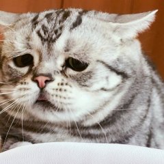 Кот