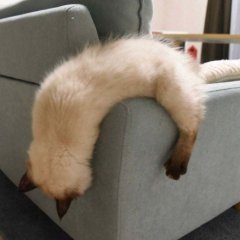 Котейка