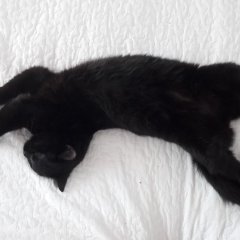 Котёнок Черныш