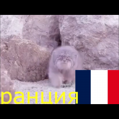 Манул