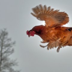 Неопознанный летающий Петух