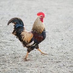 Петух активировался