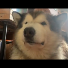 Phil teddy bear alaskan malamute crying