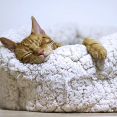 Спящий котичек