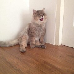 Тайский кот Бон Бон