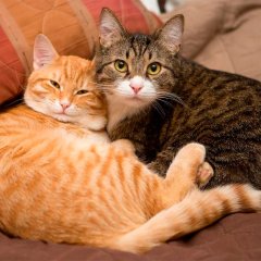 Влюбленные котики