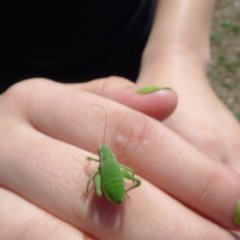 Зелёный кузнечик дыбка