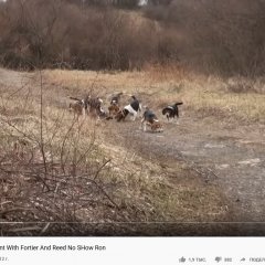 Бигли за работой