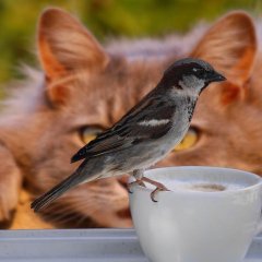 Чашка кофе