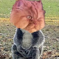Garfi the Angriest cat koala