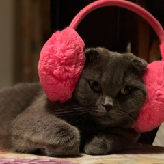 Кот в наушниках