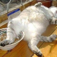 Кот