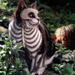 Кот