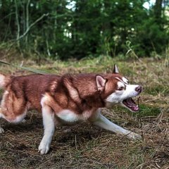 Петух срыв с цепи