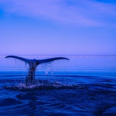 Sea