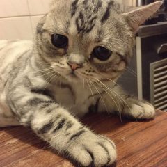 В мире грустит один котик