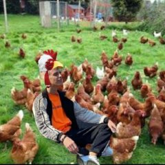 А4 петух