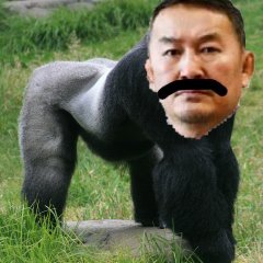 Battulga the angry gorilla