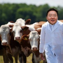 Цахиагийн Элбэгдорж и коровы