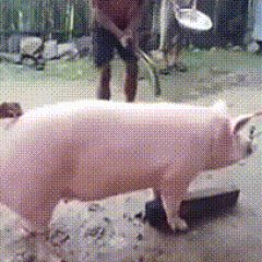 Щипанова