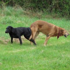 Dogfuck