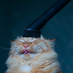 Головосушка кот