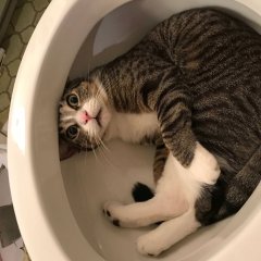 Кок