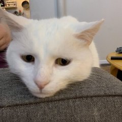 Кот голодун
