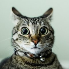 Кот удивленный