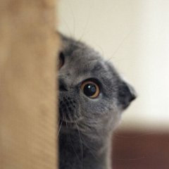 Кот