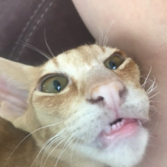 Кот