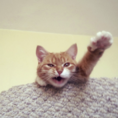 Котэ зигует