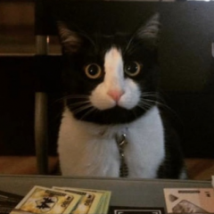 Котохуй 2