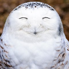 ЛЯПОТА