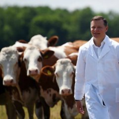 Ляшко и коровы