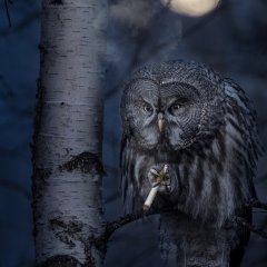 Наблюдающая сова