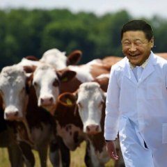 Норов Алтанхуяг с коровами