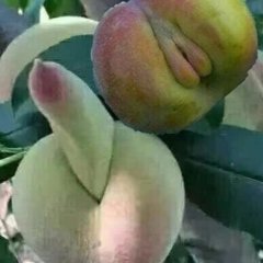 Пэрсики