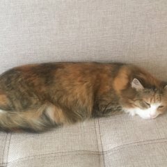 Рыжая кошка