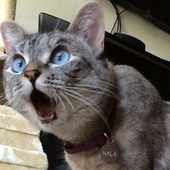 Удивленный кот