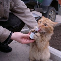 Валерьянка кот