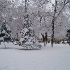 Зимний лес