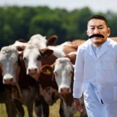 Злой Халтмаагийн Баттулга и коровы