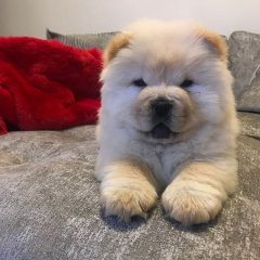 6 As puppies the Chow Chow dogs have